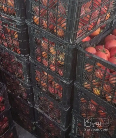 فروش گوجه فرنگی