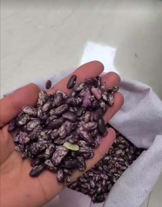 فروش لوبیا چیتی