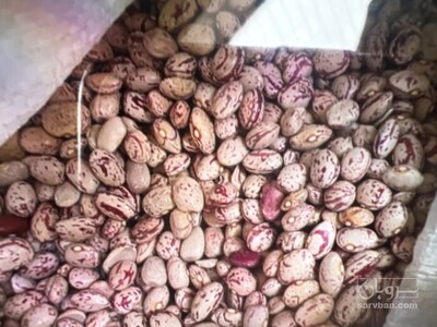 فروش لوبیا چیتی