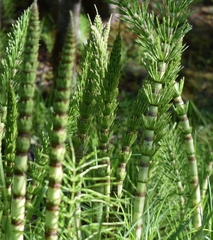 فروش دم اسب (گیاه‌ دارویی)