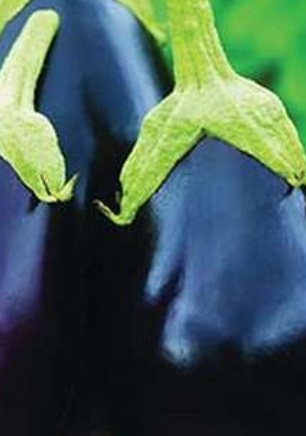 فروش بادمجان