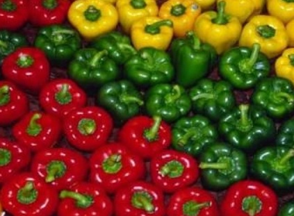 فروش فلفل دلمه ای