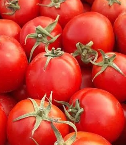 فروش گوجه فرنگی