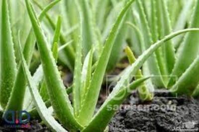 فروش آلوئه ورا (گیاه‌ دارویی)