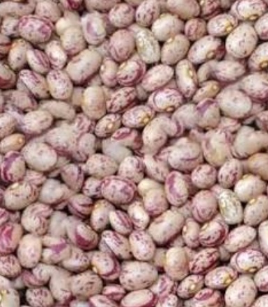 فروش لوبیا چیتی