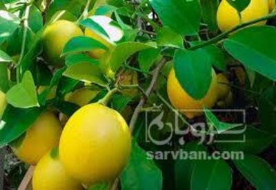 فروش لیمو ترش