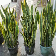 فروش سانسوریا 