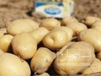 فروش سیب زمینی اگریا