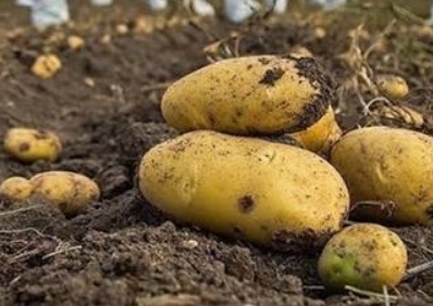 فروش سیب زمینی جلی