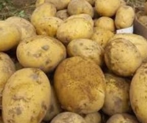 فروش سیب زمینی سانتا