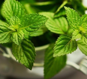 فروش عرق نعناع