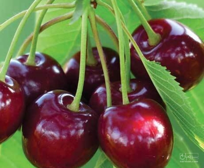 فروش گیلاس