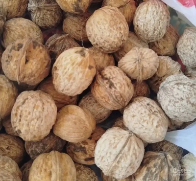 فروش گردو