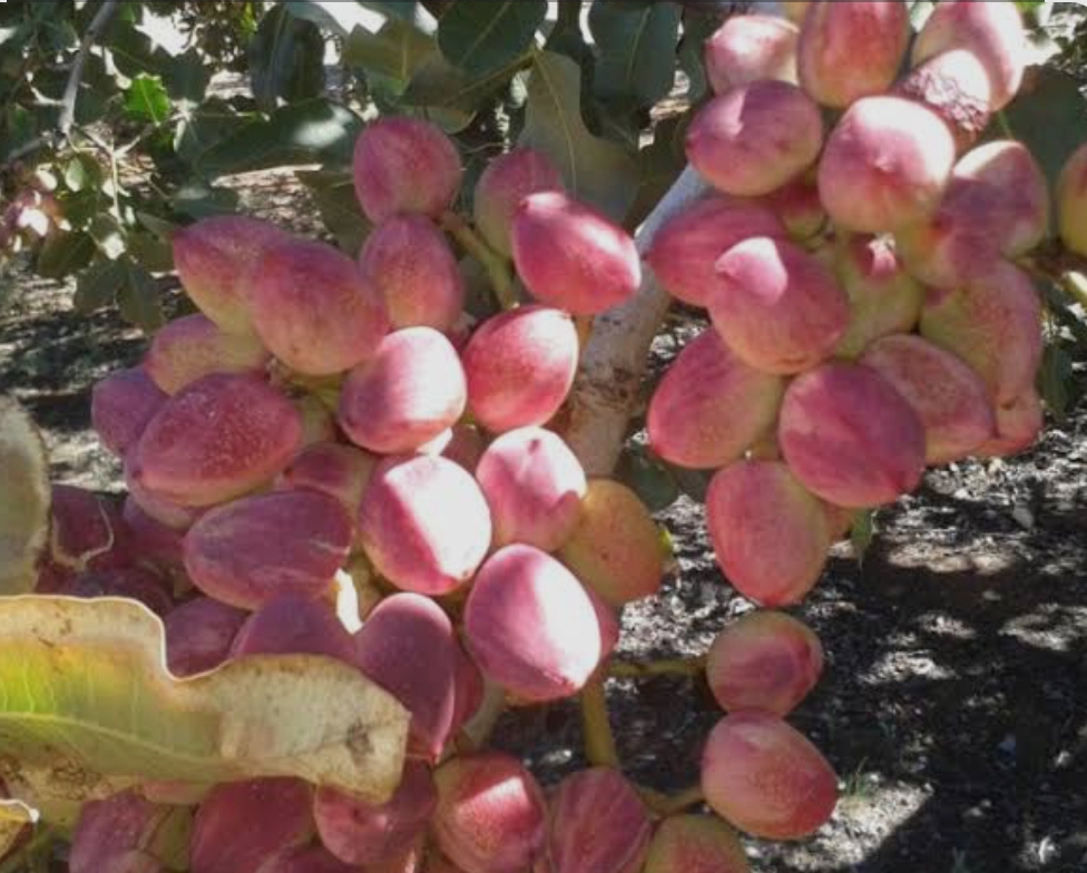 فروش پسته فندقی