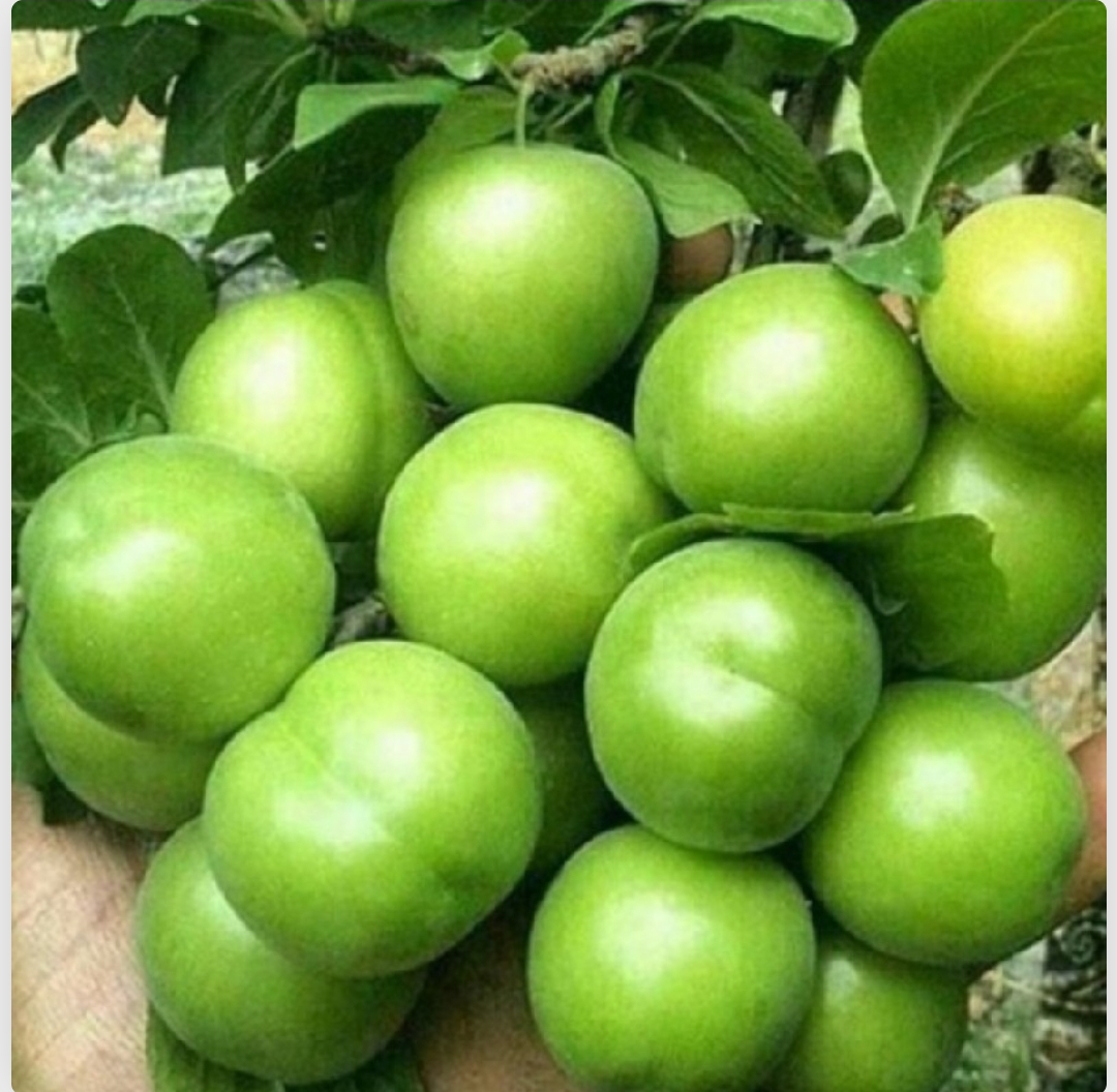 فروش گوجه سبز