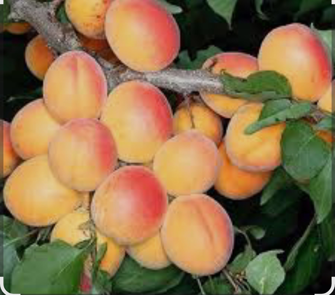 فروش زردآلو