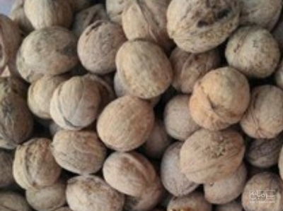 فروش گردو