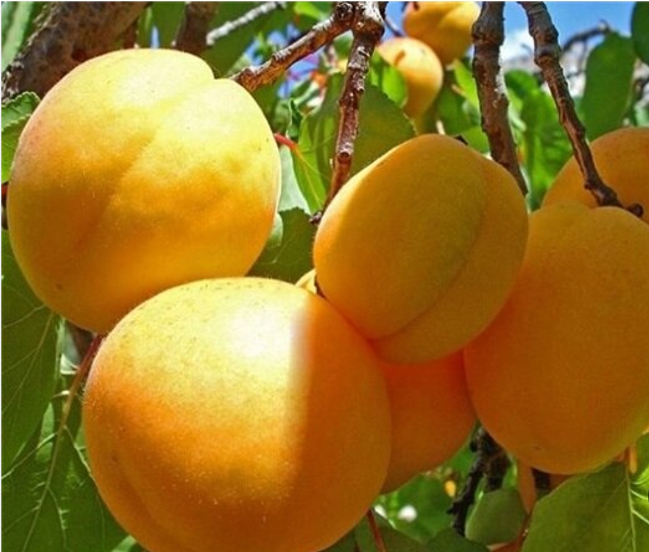 فروش زردآلو