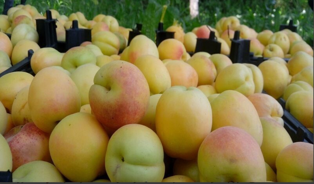 فروش زردآلو