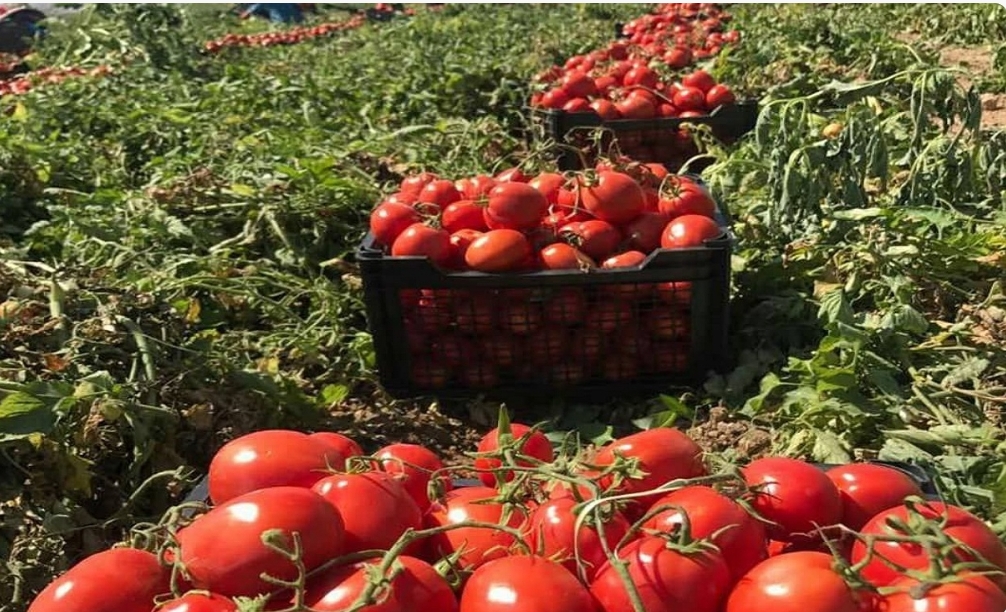 فروش گوجه فرنگی