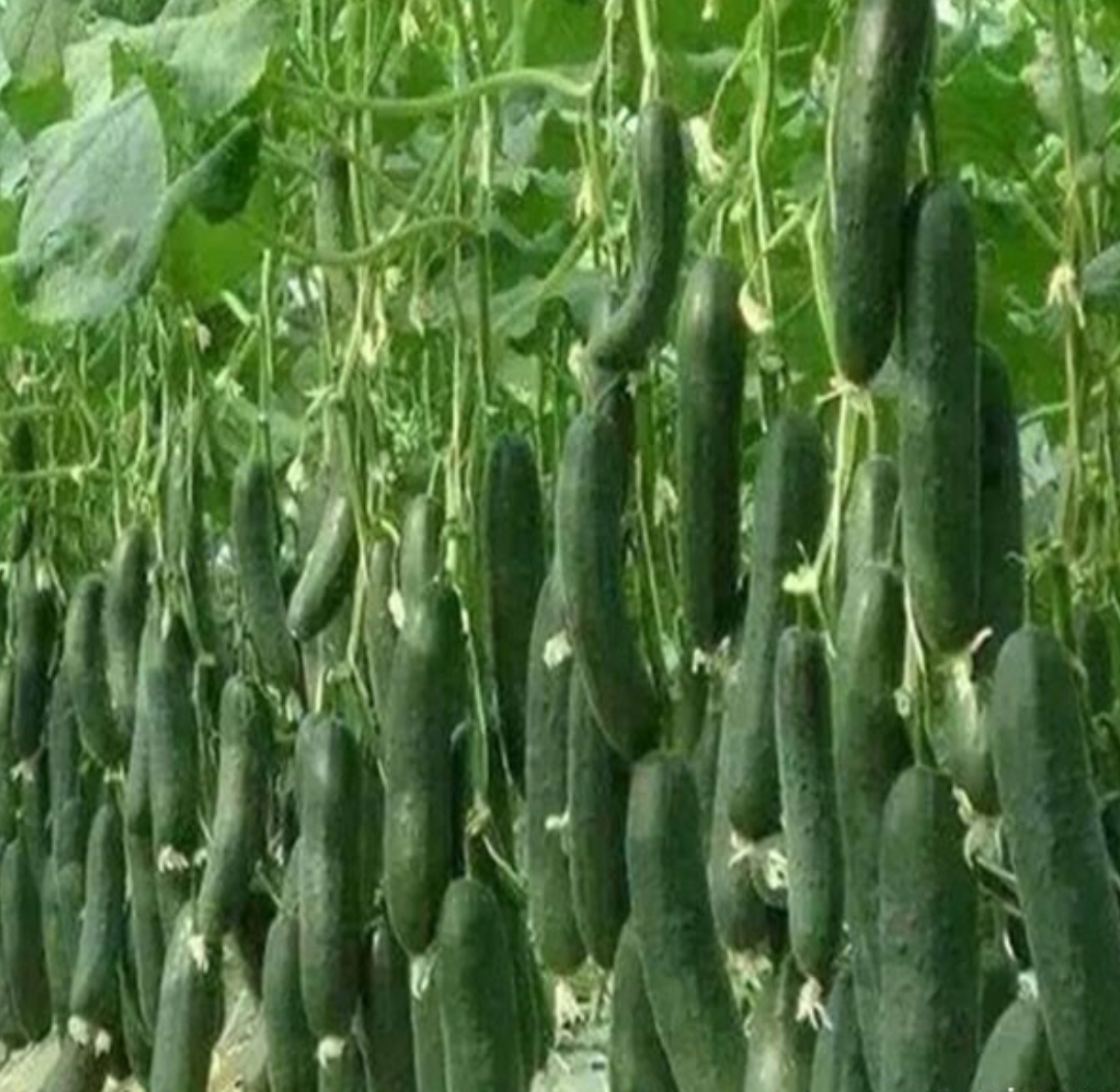 فروش خیار گلخانه ای