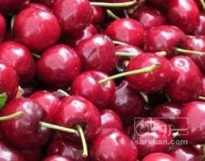 فروش آلبالو