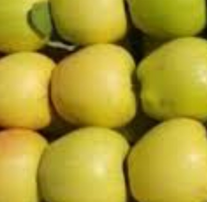 فروش سیب زرد