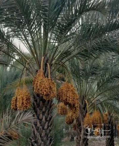 فروش خرما زاهدی