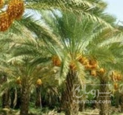 فروش خرما کبکاب