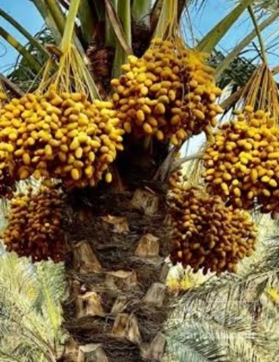 فروش خرما پیارم