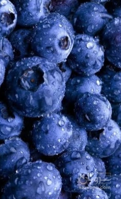 فروش بلوبری