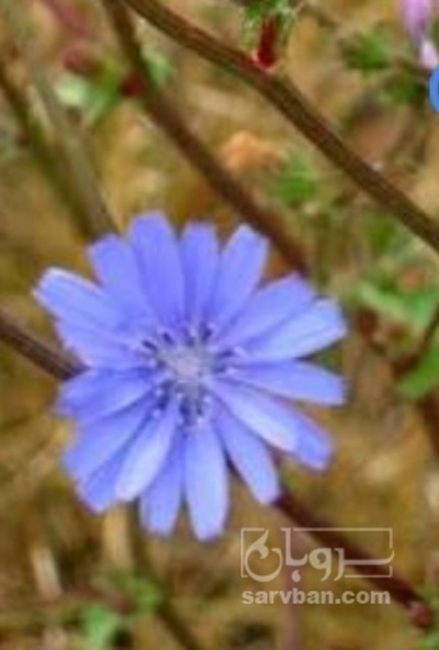 فروش کاسنی (گیاه‌ دارویی)