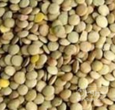فروش عدس