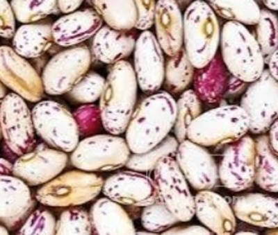 فروش لوبیا چیتی