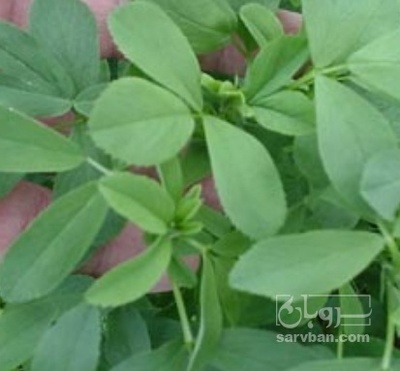 فروش یونجه