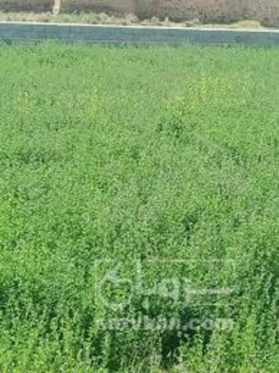 فروش یونجه