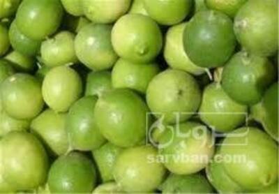 فروش لیمو ترش