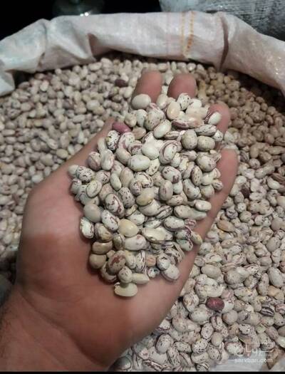 فروش لوبیا چیتی