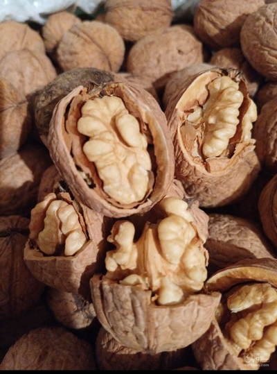 فروش گردو