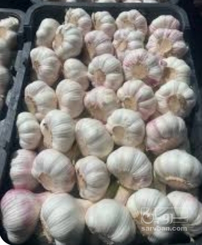فروش سیر