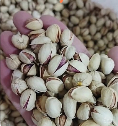 فروش پسته فندقی