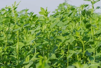 فروش یونجه