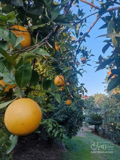 فروش پرتقال
