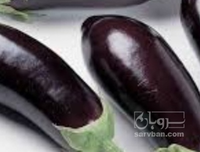 فروش بادمجان