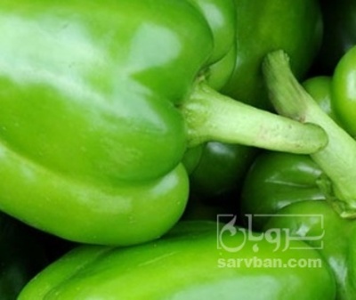 فروش فلفل دلمه ای