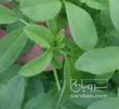 فروش یونجه