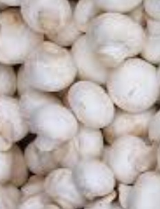 فروش قارچ دکمه ای