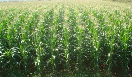 فروش ذرت علوفه ای