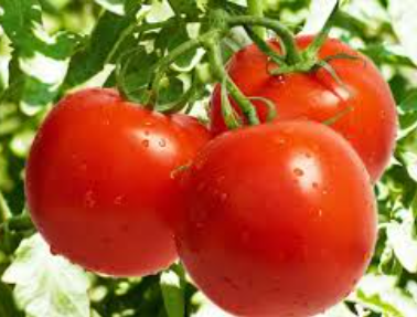 فروش گوجه فرنگی