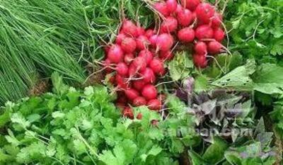 فروش سبزی
